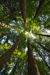 Redwood trunks seen from below that are lost in the sky. It is a very long-lived evergreen tree and...