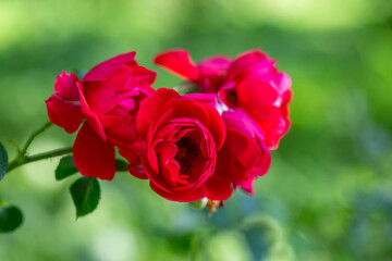 Blossom red rose flower macro photography on a sunny summer day. Garden rose with scarlet petals close-up photo in the summertime. Scarlet rosa floral background.	
