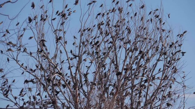 A Flock of Red Winged Black Birds Taking Off in Slowmo