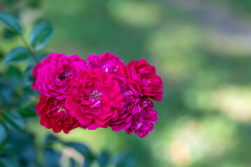 Blooming pink rose flower macro photography on a sunny summer day. Garden rose with pink petals close-up photo in the summertime. Tender rosa floral background.	
