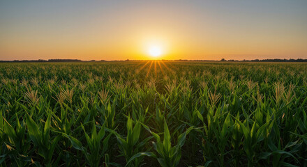 Golden Sunrise Over Cornfield: Rural Beauty & Agricultural Abundance. Farm Fresh, Warm Light, & Countryside Serenity!