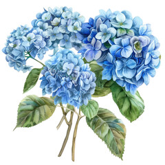 Fototapeta premium Watercolor Bouquet. blue hydrangea isolated on white