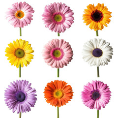 Vibrant Gerbera Daisy flowers in various colors isolated on a Transparent background, various Gerbera Daisy flowers isolated on White background