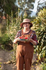 Mature female gardener picking fresh, ripe tomatoes from lush vegetable patch, radiating joy while surrounded by verdant greenery and bountiful harvest