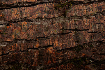 Detailed close-up of a tree's bark showcasing intricate natural textures and colorful, dense moss growth.