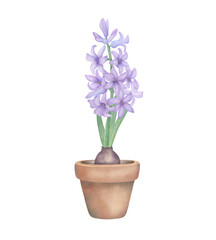 Purple hyacinth with green leaves in flowerpot. Watercolor botanical illustration isolated on white. Hand drawn spring flower for invitations, greetings, wedding, postcard design
