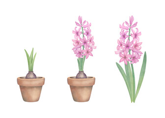 Pink hyacinths set. Hand drawn watercolor flowers, botanical illustration isolated on white. Floral design elements for invitations, greetings, wedding, postcards