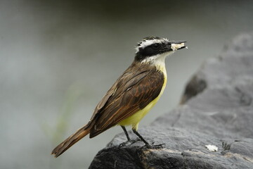 The great kiskadee (Pitangus sulphuratus), Tyrannidae family. Fortaleza Ceara, Brazil.