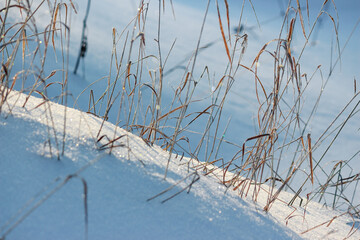 Winter background with dry grass sticking out of snow sparkling in the sun