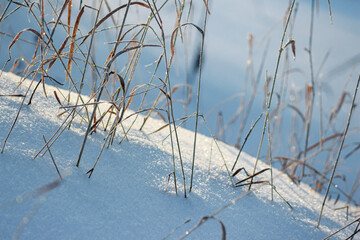 Winter background with dry grass sticking out of snow sparkling in the sun
