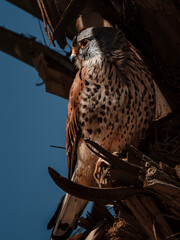 Kestrel sitting on a tree branch in the rays of the sun.