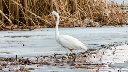 great white heron