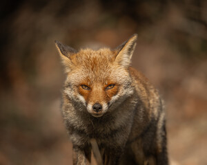 Fox portrait