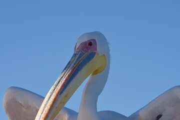 Pelikan Portrait (Walvis Bay, Namibia)