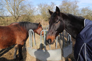 several horses are standing at a feed rack with hay