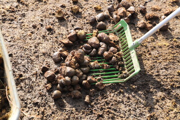 Horse manure is collected in a wheelbarrow