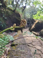 This is a special type of plat found in the north Eastern part of India