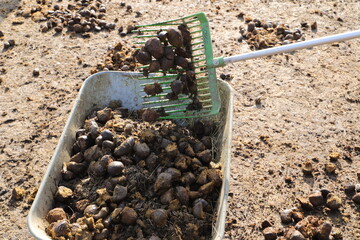 Horse manure is collected in a wheelbarrow