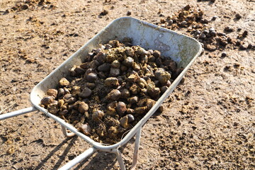Horse manure is collected in a wheelbarrow