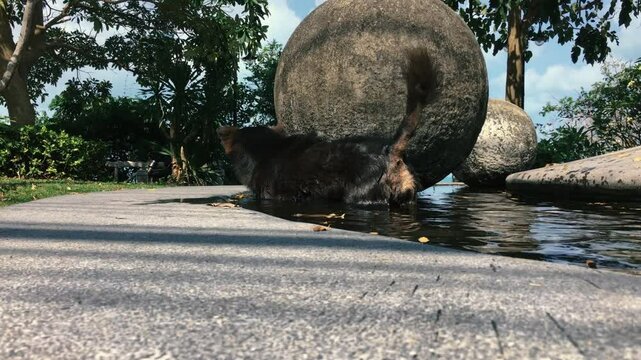 The black dog, standing in the fountain water, shakes himself off and leaves