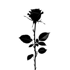 A single black rose stands tall elegant and mysterious
