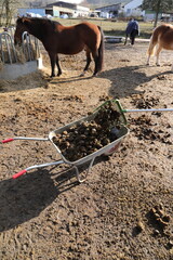 Horse manure is collected in a wheelbarrow