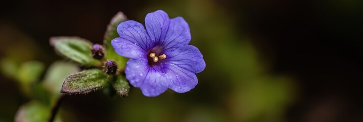 Obraz premium A stunning close-up of a purple flower displaying intricate details and vibrant colors, symbolizing the beauty and fragility of nature in a mesmerizing, soft focus.