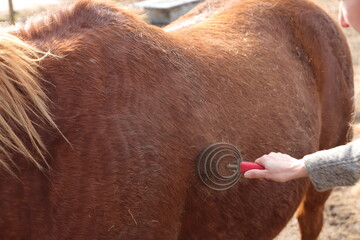 a brown horse is being brushed 
