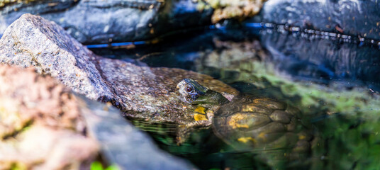A small freshwater turtle peeks above the water’s surface near rocky edges, revealing a subtle shell pattern and a curious gaze in a tranquil aquatic nook