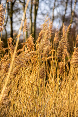 Fototapeta premium Golden reeds sway in the crisp winter light against a blurred woodland, capturing a tranquil moment of nature’s quiet seasonal hush