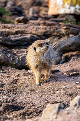 A curious meerkat (Suricata suricatta) stands alert on dusty ground, scanning its surroundings with keen eyes against a tangle of gnarled roots