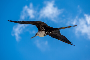The Magnificent Frigatebird (Fregata magnificens)