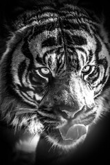 A black and white portrait of a Sumatran tiger (Panthera tigris sondaica) captured in high contrast light, revealing keen eyes and intricate stripes