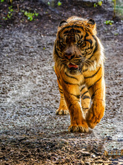 A Sumatran tiger (Panthera tigris sondaica) treads across damp earth, revealing muscular limbs,...