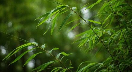 Obraz premium Lush Bamboo Leaves in Natural Green Forest Setting for Serenity