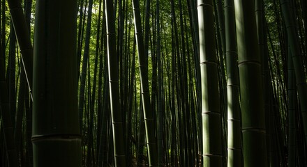 Fototapeta premium Lush Green Bamboo Forest with Sunlight Filtering Through the Stalks