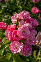Blooming pink rose flower macro photography on a sunny summer day. Garden rose with pink petals close-up photo in the summertime. Tender rosa floral background.	
