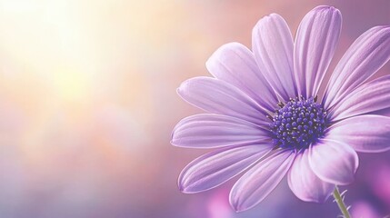 Fototapeta premium Serene Purple Daisy Flower in Soft Light