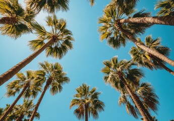 Fototapeta premium Lush Tropical Palm Trees Reaching Toward Clear Blue Sky in Bright Sunshine Captured from Below for Relaxing Nature Vibes and Scenic Backgrounds