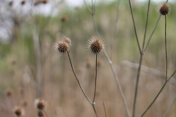 Dry plants close-up, nature of the east of Ukraine, natural, autumn
