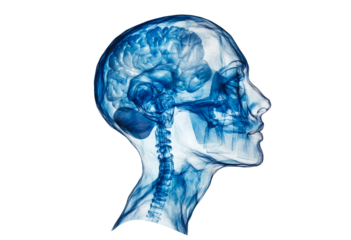 Human brain silhouette in vibrant colors illustrating neurological functions and mental processes isolated on transparent background