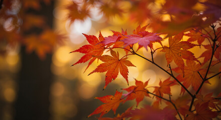 Autumn maple leaves in warm sunlight with blurred forest background