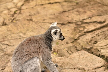 lemur madagascar © beatriz