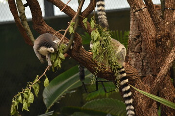 lemur madagascar