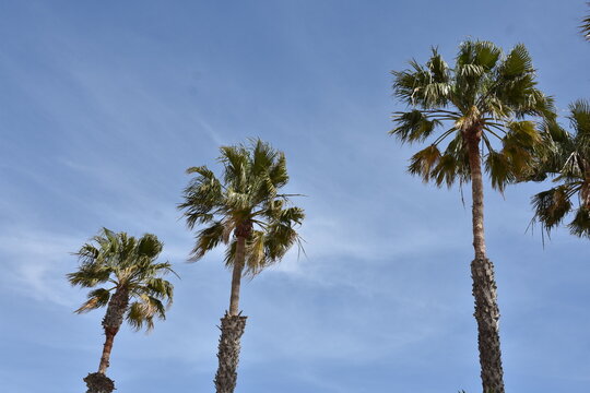 palm trees against blue sky