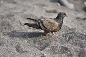 Pigeon on the beach