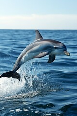 Obraz premium Dolphin happily jumping from the ocean surface near a boat 