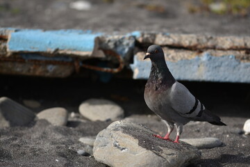 Pigeon on the beach