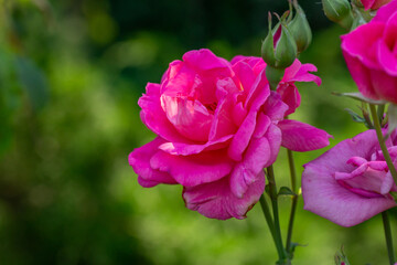 Blooming pink rose flower macro photography on a sunny summer day. Garden rose with pink petals close-up photo in the summertime. Tender rosa floral background.	
