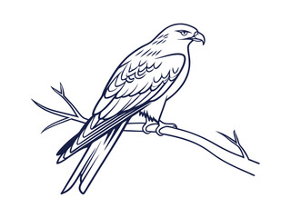 Fototapeta premium Kite Bird Vector Design for Nature Lovers